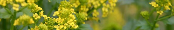 Picture of yellow flowers