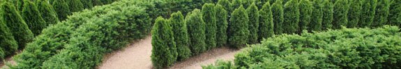 Picture of shrubs in a garden